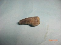 藏品(魚骨)的圖片